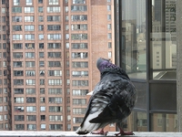Как отпугивать голубей с балкона
