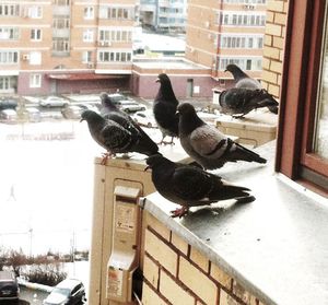 Как избавится от стаи голубей на балконе