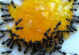 Домашние муравьи - это неприятные вредители, от которых стремится быстро избавься каждая хозяйка
