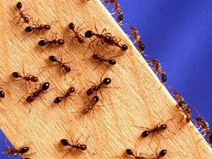 Метод избавления от муравьев