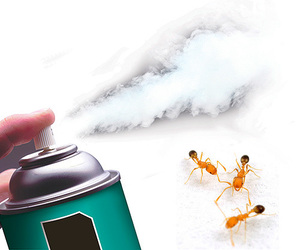 Какими средствами утичтожать муравьев