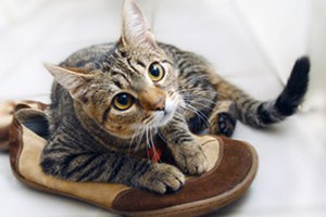 Как почистить обувь от запаха кошачьей мочи