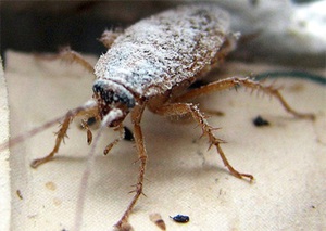 Отравление таракана борной кислотой  при чистке усиков и лапок