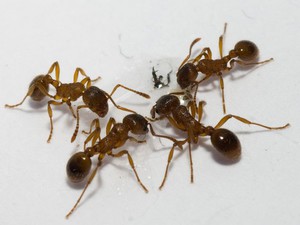 Домашние муравьи бывают нескольких видов.