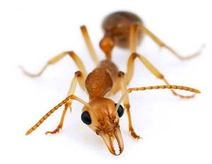 Рыжий муравей домашний - фото насекомого.