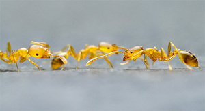 Желтые муравьи на муравьиной дорожке.