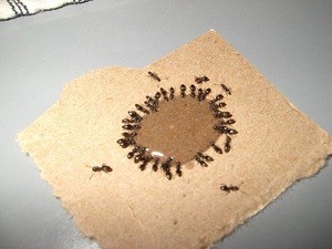 Средства от муравьев могут быть разными.