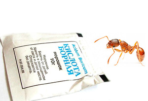Борная кислота - популярный вариант борьбы с насекомыми, в том числе, с муравьями.