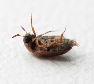 Опасны ли жуки кожееды
