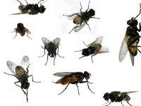 Как бороться с мухами в доме