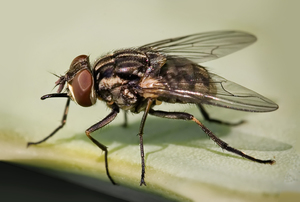 Как предотвратить появления мух