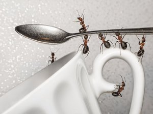 Советы и рекомендации как избавиться от муравьёв в квартире