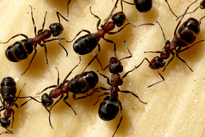 Характеристика и описание домашних муравьёв