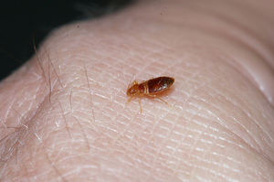 Пылевой постельный клещ под микроскопом - внешний вид насекомого.