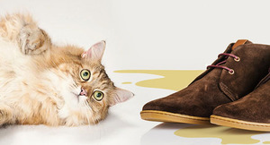 От запаха кошачьей мочи в обуви и на предметах интерьера избавиться сложно, но можно.