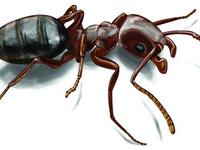 Что делать, если в доме завелисть муравьи