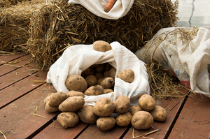 Как правильно надо хранить картошку