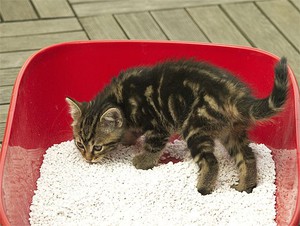 Котенок и лоток