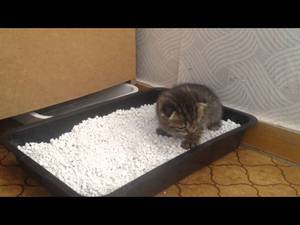 Способы приучить котенка к лотку
