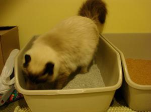 Что делать если котенок отказывается ходить к лотку