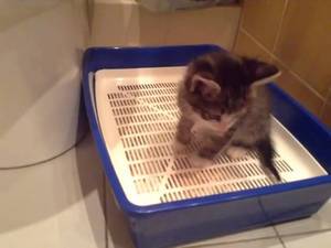 Место для лотка