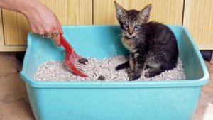 Лотки для кошек