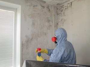 Чем можно обработать стены с плесенью