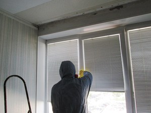 Опасна ли плесень для человека