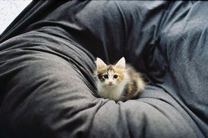 Как избавиться от запаха кошачьей мочи