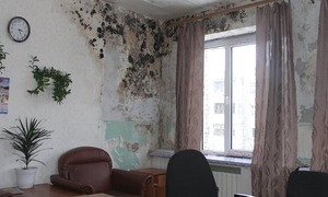 Грибок в квартире фото