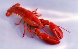 Перечень полезных компонентов содержащихся в мясе раков