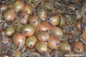 Популярность лука в кулинарии и народной медицине. 