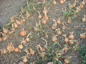 Как правильно хранить лук в домашних условиях. Необходимые условия, место и тара