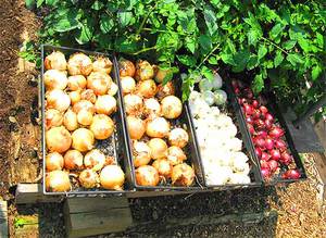 Как правильно сушить только что собранный лук?