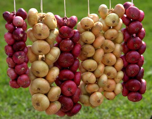 Как правильно подготовить лук к хранению