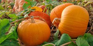 Тыква на огороде осенью, время сбора урожая.