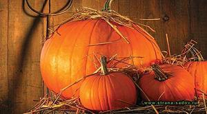 Хранение тыквы - это совсем несложно, главное, выбрать прохладное сухое место.