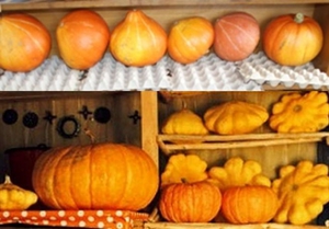 Тыква в погребе может храниться на полках или прямо на полу.