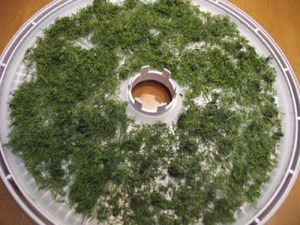 Описание способов сушки укропа на зиму