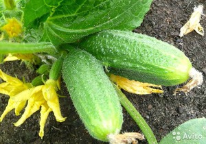 Хранение грунтовых огурцов