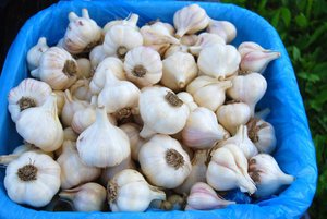 В каком виде сохраняют чеснок