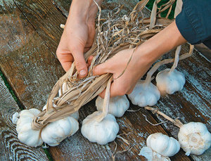 Несколько традиционных способов сохранить чеснок