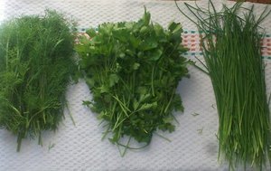 Как можно сохранить петрушку свежей