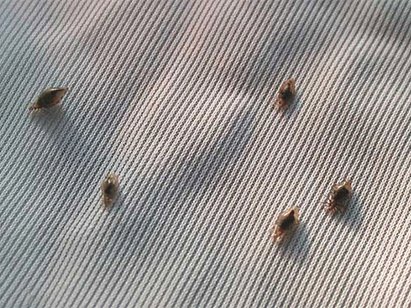 Методы избавления вшей