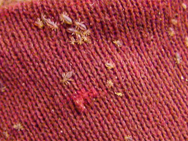 Как размножаются бельевые вши