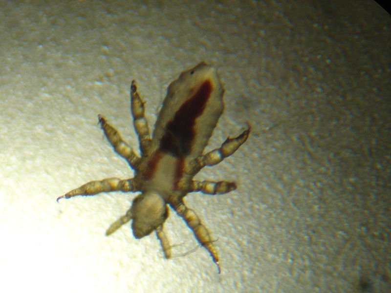 Бельевые вши