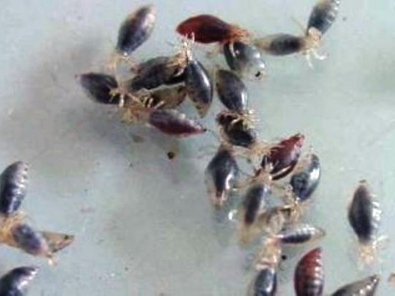 Средство уничтожения платяных вшей