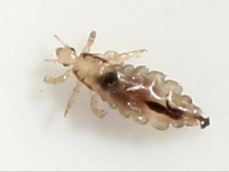 Платяная вша и методы борьбы с ними