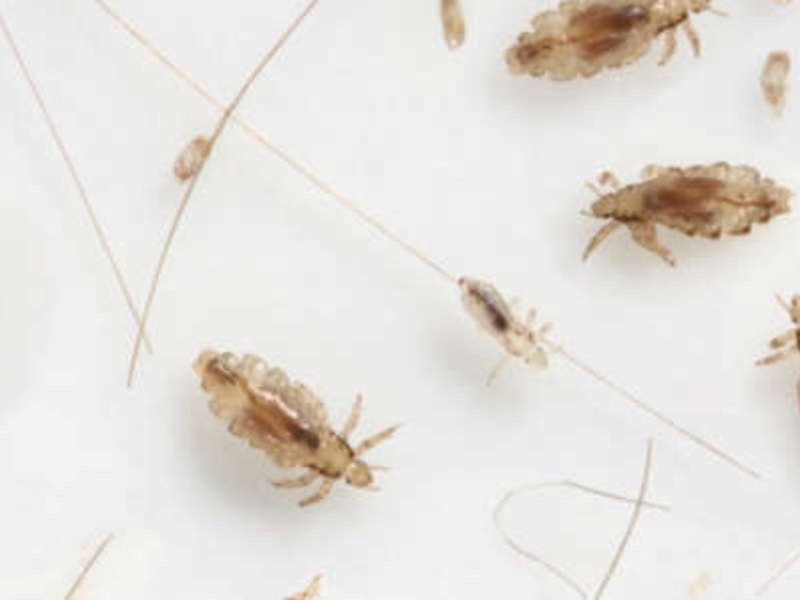 Как справится с уничтожение бельевых вшей