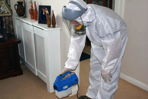 Избавиться от блох можно при помощи разных средств.